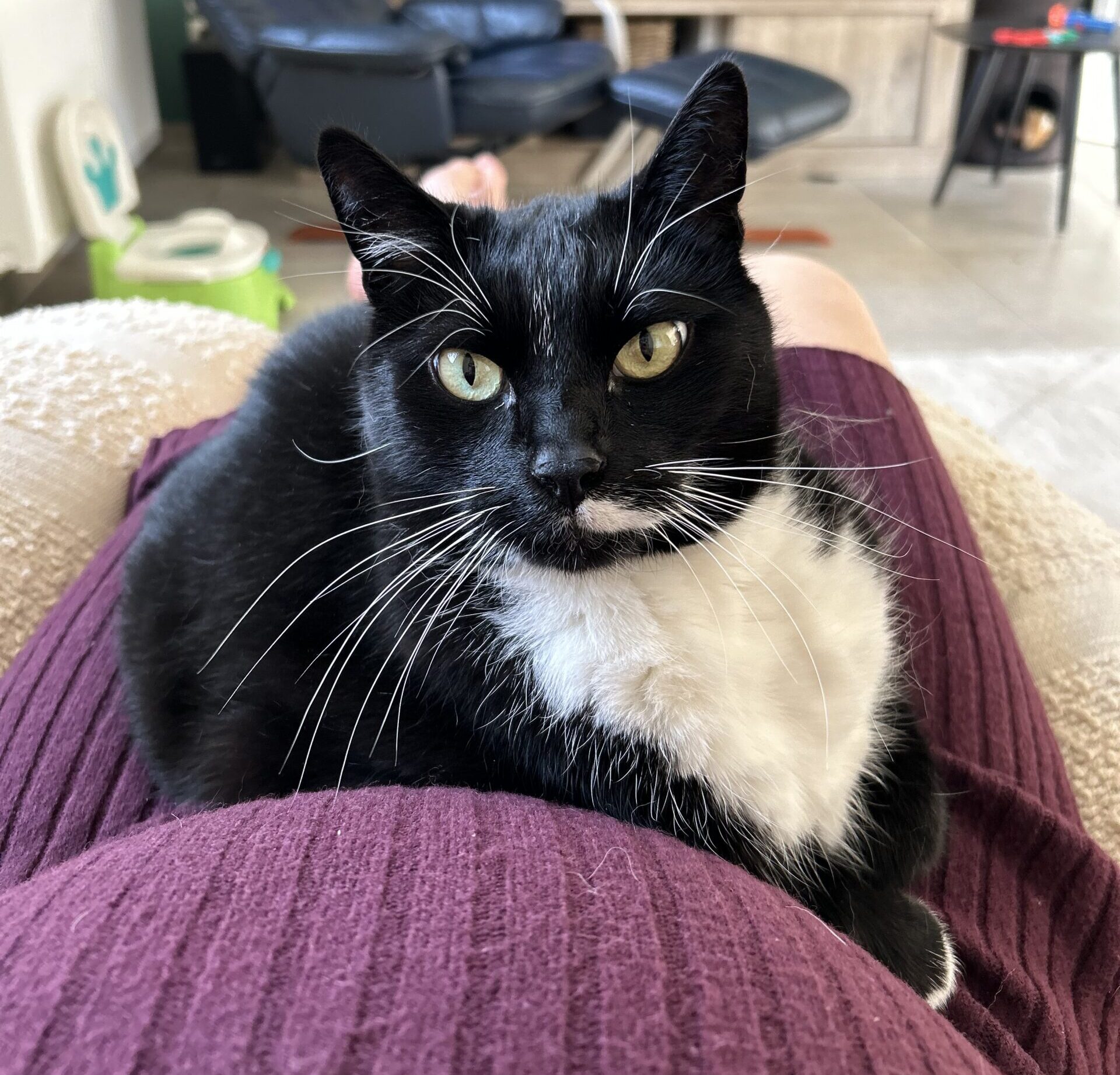 Thor de therapiekat